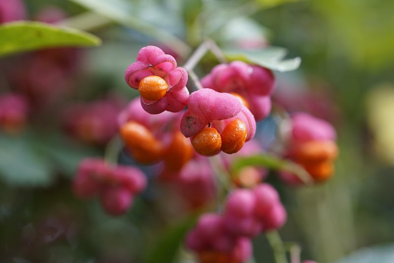 Superfoods Image