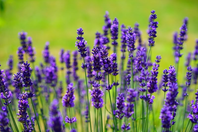 Aromatherapy